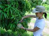 El fungicida ha sido aplicado en la producción de mangos.
