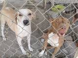 El albergue de perros de la colonia Iztaccíhuatl, en Cuautla, actualmente tienen casi 100 perros que han sido rescatados